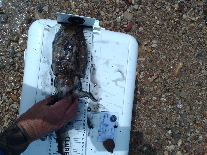 Fish Measure Picture